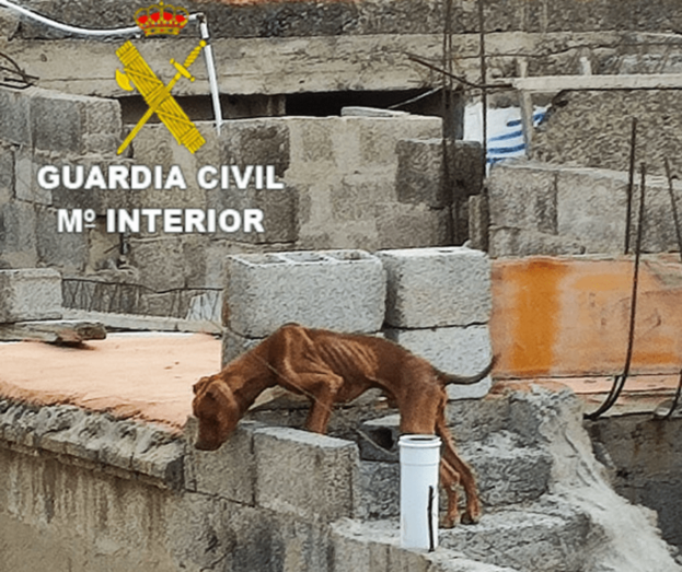 Los animales presentaban unaÂ desnutrición severa yÂ cuerpos extraños en el interior del estómago / TA